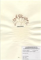 藏品(傘房龍鬚菜)的圖片